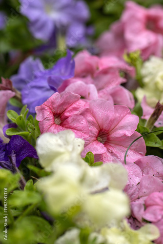 group of petunia flowers