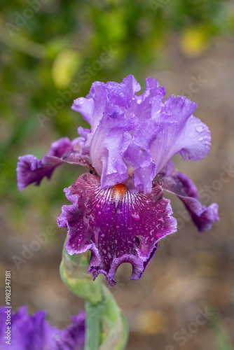 purple iris in the garden