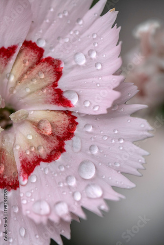 pink daisy with water drops
