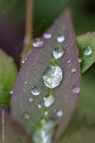 water drops on a leaf