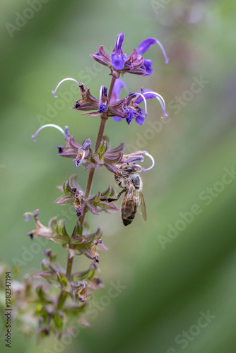 Bee on purple flower macro