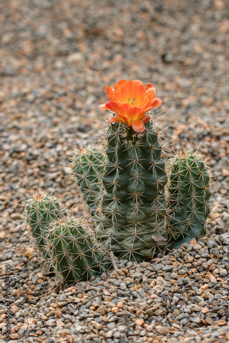 Cactus with orange flower