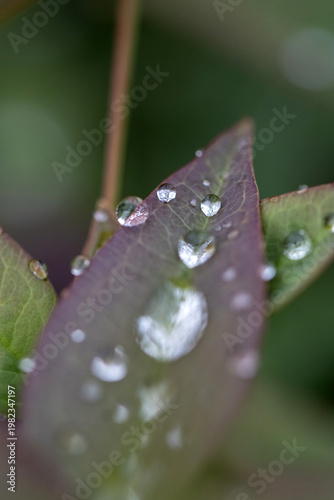 rain drops on green leaf