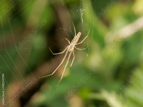 Canvas Print Araignée tétragnathe Tetragnatha sp sur toile avec longues pattes et corps allon