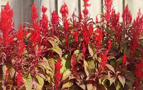 Dense red celosia flowers forming vibrant garden background with natural texture