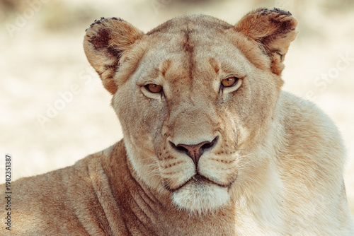 lion Face