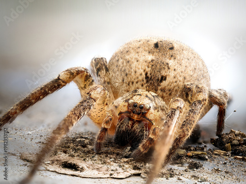 Obraz na plátně Araignée Zoropsis spinimana en macro avec vue frontale détaillée sur sol naturel