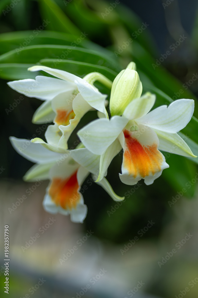 Fototapeta premium White Dendrobium orchid flowers with vibrant orange throats, tropical bloom cluster in botanical garden with soft green background and elegant exotic petals.