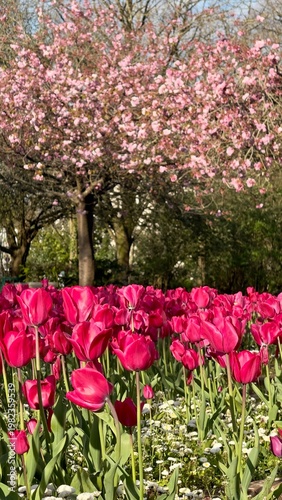 pink and white tulips