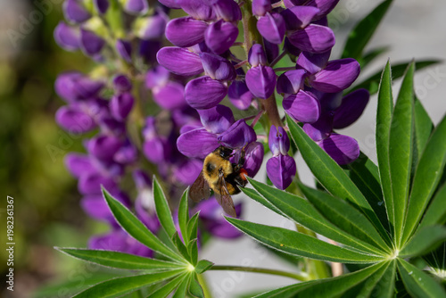 Foto Bumblebee Collecting Nectar on Purple Lupine Flower in Macro Detail