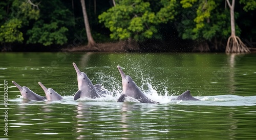Group of pink river dolphins leaping out of amazon river water in brazil.