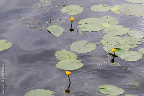 Yellow Water Lilies and Lily Pads on a Green Pond Surface