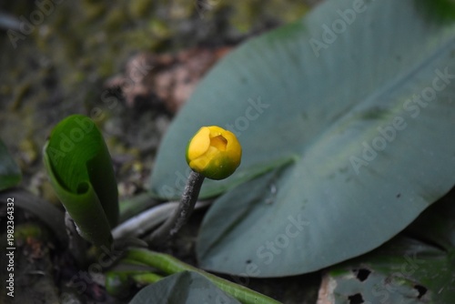 Yellow Water Lilies and Lily Pads on a Green Pond Surface