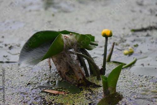 Yellow Water Lilies and Lily Pads on a Green Pond Surface
