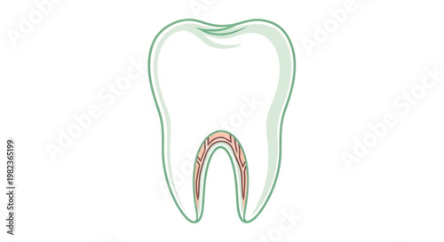 Clean line art vector of a healthy human tooth, illustrating its inner anatomy including the root canal, ideal for dentistry, oral health education, and science visuals