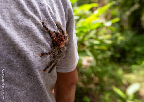 Tarantula crawling on a persons back