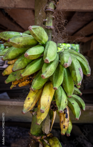 fresh bananas in the amazon jungle
