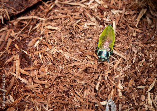 jewel beetle in the jungle