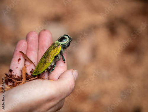 jewel beetle in the jungle