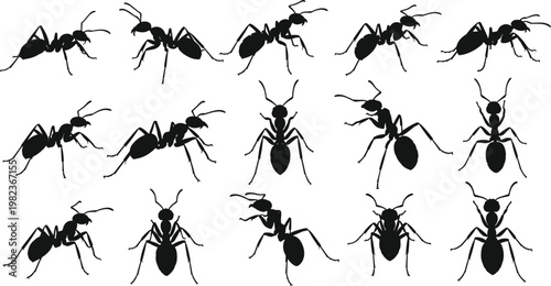 Black Ant Silhouette Vector Set with Multiple Walking and Crawling Poses for Pest Control and Nature Wildlife Graphic Design Concepts