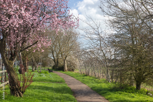 Tableau sur toile Spring trees along the footpath adjacent to the London Road, Hadleigh, Essex, En