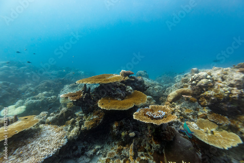 A vibrant coral reef ecosystem teeming with diverse coral formations and small fish in clear blue ocean water.