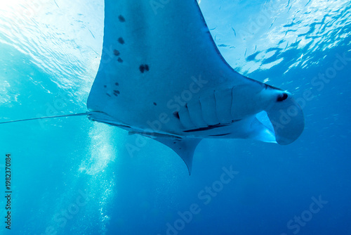 A manta ray (Manta birostris) swims in the clear blue ocean water.