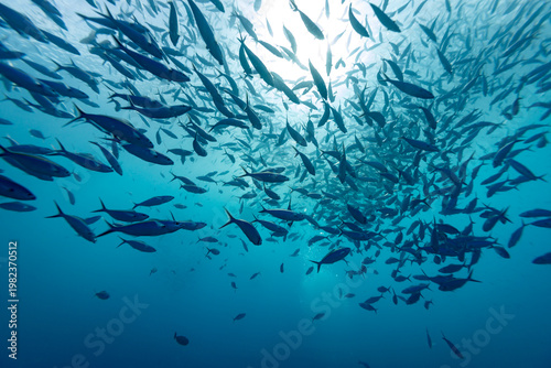 A large school of tuna swims in the clear blue ocean, silhouetted against the sunlit surface.