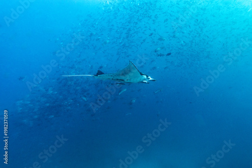 A manta ray (Mobula alfredi) swims through a school of fish in the deep blue ocean.