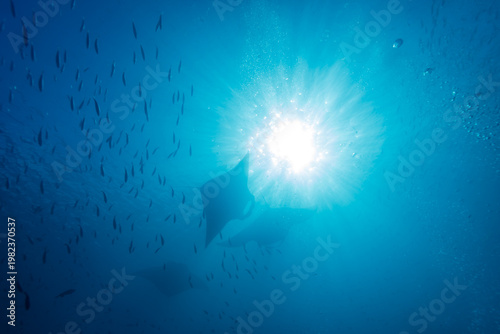 Manta rays swim with a school of fish in the sunlit ocean.