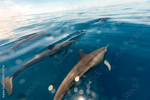 A pod of dolphins swims through the clear blue ocean water under a bright sky.