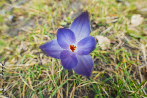 Blooming Blue and Purple Crocus Flowers in Spring Park Close-up of Early Seasonal Wildflowers on Green Grass Background Natural Floral Beauty and New Growth
