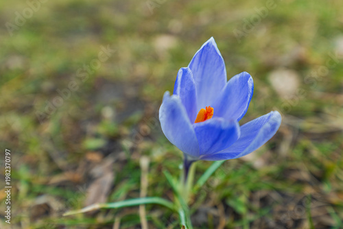 Blooming Blue and Purple Crocus Flowers in Spring Park Close-up of Early Seasonal Wildflowers on Green Grass Background Natural Floral Beauty and New Growth