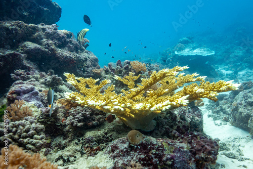 A vibrant coral reef teeming with life, featuring a prominent yellow staghorn coral and various small fish swimming in clear blue water.