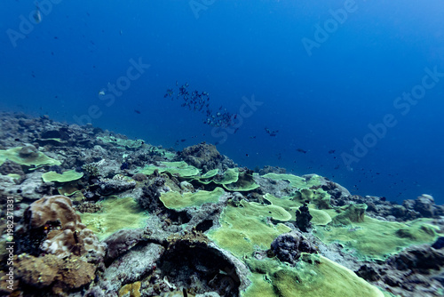 A school of fish swims over a vibrant coral reef in clear blue ocean water.