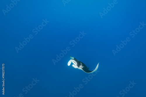 A manta ray (Manta birostris) glides gracefully through the clear blue ocean water.