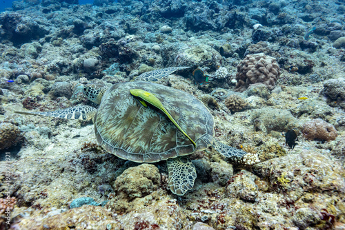 A green sea turtle (Chelonia mydas) rests on the seabed, with a remora fish attached to its shell.