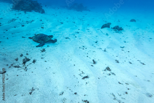 A green sea turtle (Chelonia mydas) swims over a sandy seabed.