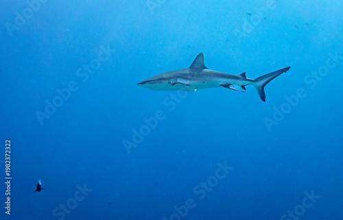 A grey reef shark (Carcharhinus amblyrhynchos) swims in the clear blue ocean.