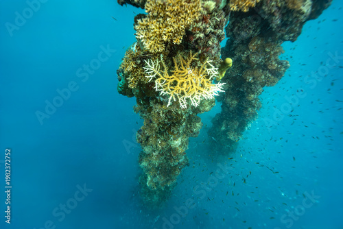 A school of small fish swims near colorful coral formations in clear blue ocean water.
