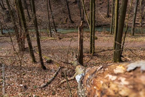 Weathered Fallen Trees and Deadwood Lying on Rugged Mountain Slopes with Rocky Terrain and Sparse Alpine Vegetation in a Scenic High-Altitude Wilderness Landscape