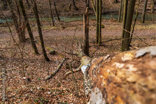 Weathered Fallen Trees and Deadwood Lying on Rugged Mountain Slopes with Rocky Terrain and Sparse Alpine Vegetation in a Scenic High-Altitude Wilderness Landscape