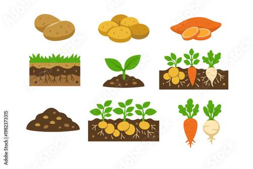 Comprehensive flat vector illustration set of root vegetables and farming icons featuring potatoes, sweet potatoes, carrots, and radishes growing in soil layers, green sprouts, and plant roots.