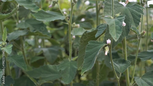 Detailed close-up of Marshmallow Althaea officinalis plants with pale pink flowers and soft green leaves. The upright stems showcase delicate blossoms blooming in a panning summer garden view.
