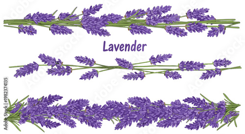 Multiple lavender sprigs with green leaves and purple flowers