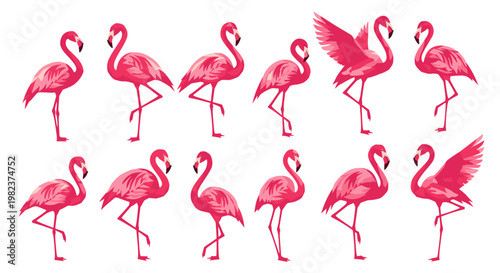 Collection of pink flamingos in various poses
