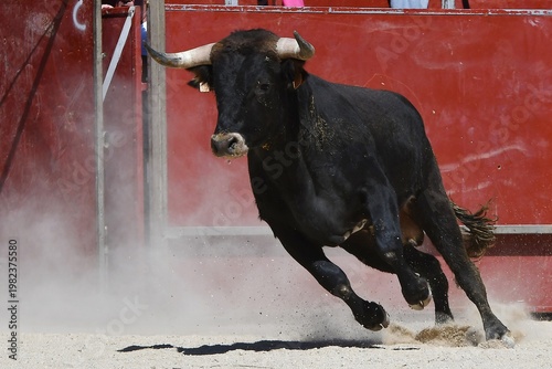 black and white bull
