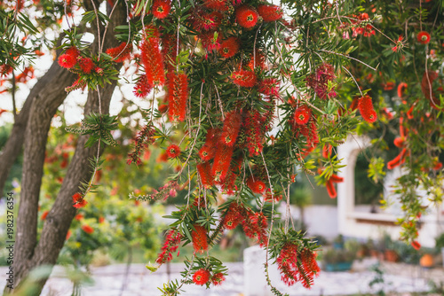 Tableau sur toile Red bottlebrush flowers hanging from tree branches close-up