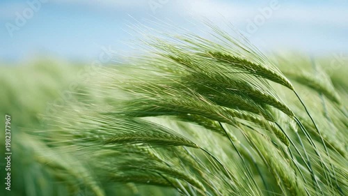 Green wheat field swaying in wind agriculture nature growth landscape