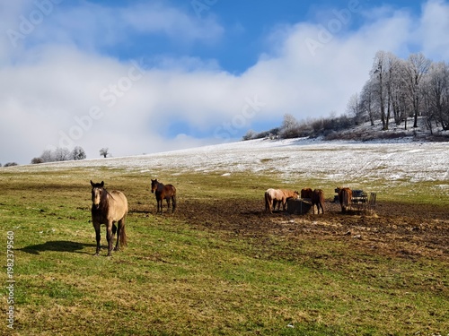 pasture with horses
